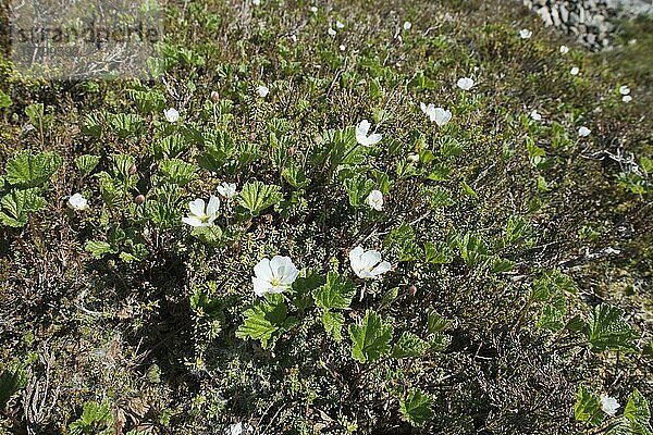 Moltebeere (Rubus chamaemorus)  Lofoten  Norwegen  Europa