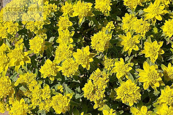 Gold-Wolfsmilch (Euphorbia polychroma) im Rosengarten Ulm  Garten  Beete  Parkanlage  gelbe Blüten  Blumen  Bodendecker  Früjahrsblüher  Adlerbastei  Ulm  Baden-Württemberg  Deutschland  Europa