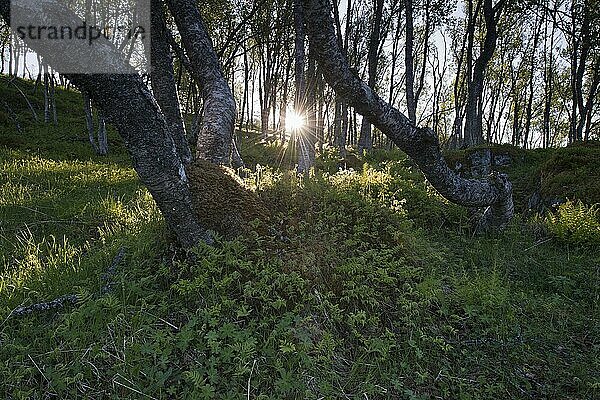 Morgensonne im Birkenwald (Betula pendula)  Kvaloya  Norwegen  Europa