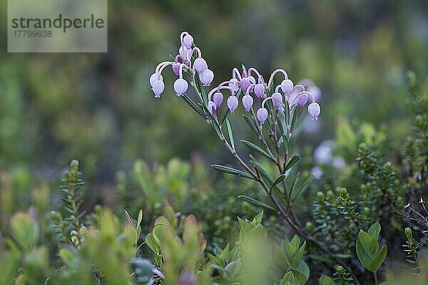 Rosmarinheide (Andromeda polifolia)  Kvaloya  Norwegen  Europa