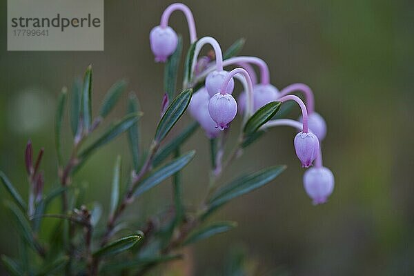 Rosmarinheide (Andromeda polifolia)  Kvaloya  Norwegen  Europa