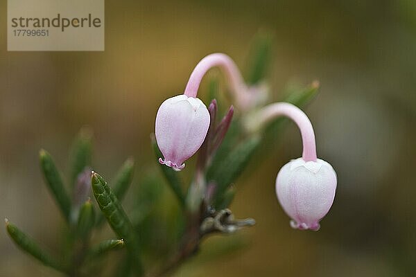 Rosmarinheide (Andromeda polifolia)  Kvaloya  Norwegen  Europa