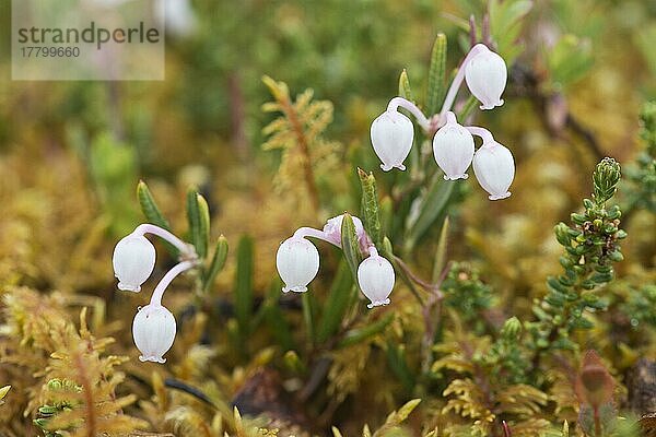 Rosmarinheide (Andromeda polifolia)  Kvaloya  Norwegen  Europa