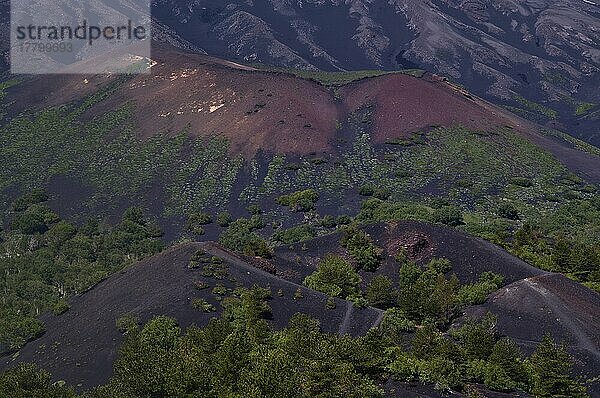 Rundwanderweg um Monti Sartorius  rote Lavasteine  Vulkanerde  Ausblick auf Baby Krater  Vulkan Ätna  Sizilien  Italien  Europa