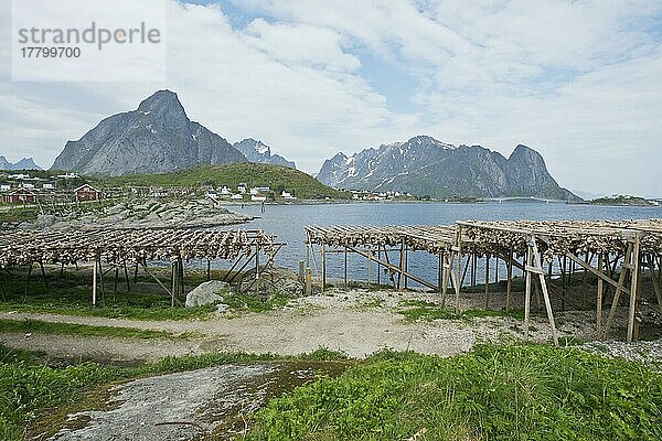 Trockenfischgestell  Lofoten  Norwegen  Europa