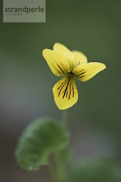 Zweiblütiges Veilchen (Viola biflora)  Kvaloya  Norwegen  Europa