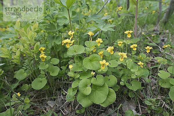 Zweiblütiges Veilchen (Viola biflora)  Kvaloya  Norwegen  Europa