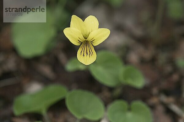 Zweiblütiges Veilchen (Viola biflora)  Kvaloya  Norwegen  Europa