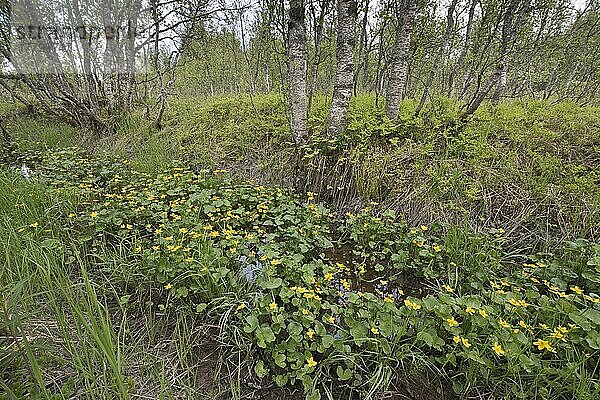 Sumpfdotterblumen (Caltha palustris) im Birkenwald (Betula pendula)  Tromso  Norwegen  Europa