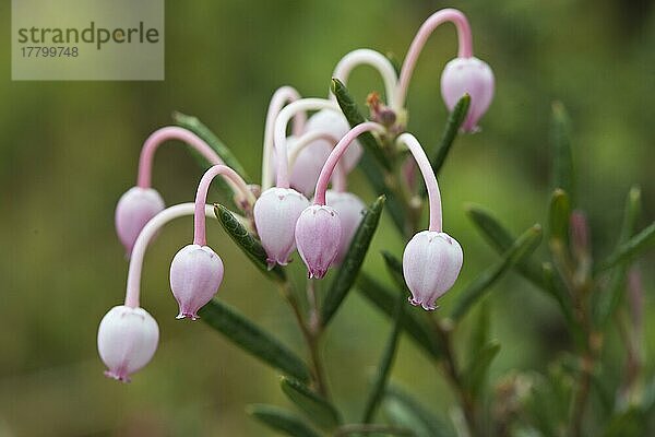 Rosmarinheide (Andromeda polifolia)  Kvaloya  Norwegen  Europa