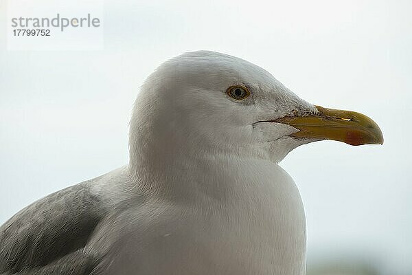 Silbermöwe (Larus argentea)  Lofoten  Norwegen  Europa