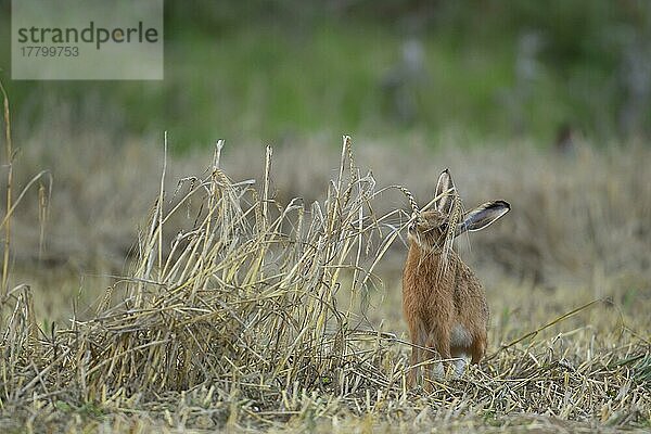 Ausgewachsener Feldhase (Lepus europaeus) beim Fressen von Weizenschoten  Suffolk  England  Großbritannien  Europa