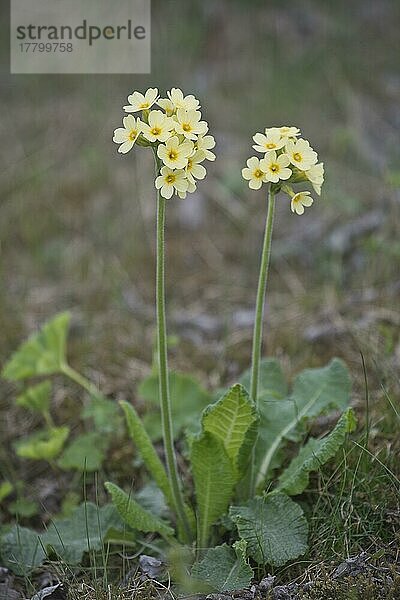 Hohe Schlüsselblume (Primula elatior)  Lofoten  Norwegen  Europa