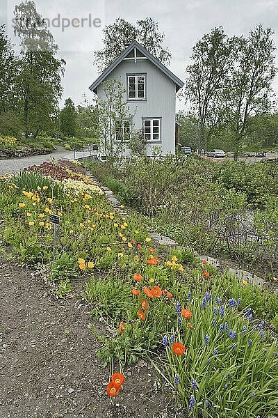 Arktisch-alpiner Botanischer Garten Tromso  Norwegen  Europa