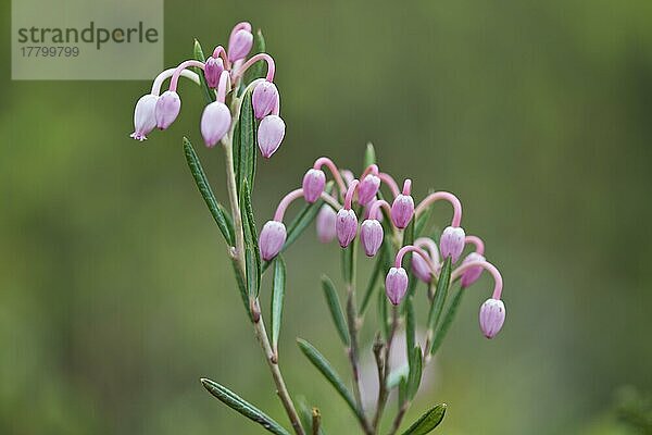 Rosmarinheide (Andromeda polifolia)  Lofoten  Norwegen  Europa