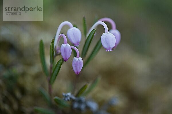 Rosmarinheide (Andromeda polifolia)  Kvaloya  Norwegen  Europa