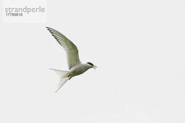 Flussseeschwalbe (Sterna hirundo)  Ersfjordbotn  Norwegen  Europa