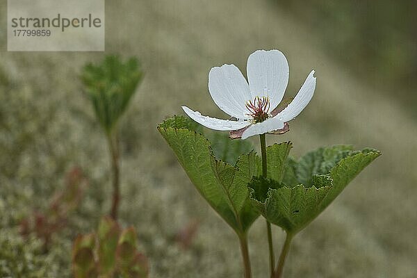 Moltebeere (Rubus chamaemorus)  Lofoten  Norwegen  Europa