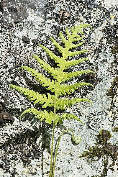 Eichenfarn (Gymnocarpium dryopteris)  Lofoten  Norwegen  Europa