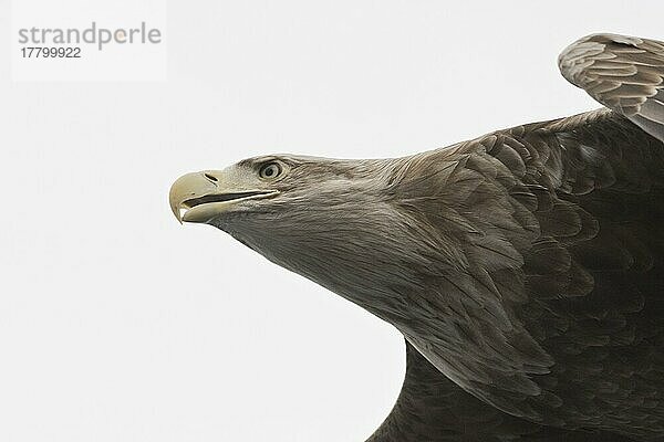 Seeadler (Haliaeetus albicilla)  Lofoten  Norwegen  Europa