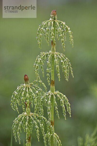 Waldschachtelhalm (Equisetum sylvaticum)  Kvaloya  Norwegen  Europa