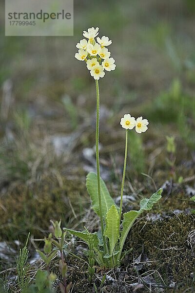 Hohe Schlüsselblume (Primula elatior)  Lofoten  Norwegen  Europa