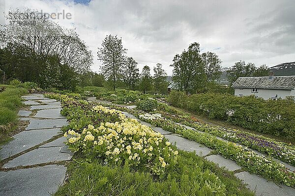 Arktisch-alpiner Botanischer Garten Tromso  Norwegen  Primelblüte (Primula)  Europa