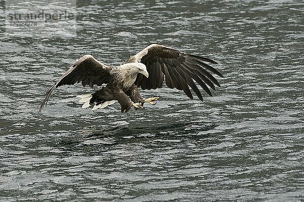 Seeadler (Haliaeetus albicilla)  Lofoten  Norwegen  Europa