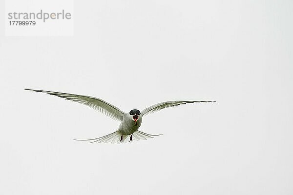 Flussseeschwalbe (Sterna hirundo)  Ersfjordbotn  Norwegen  Europa