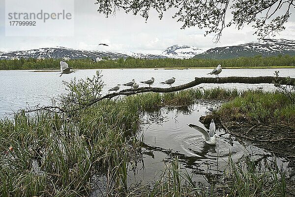 Sturmmöwen (Larus canus)  Tromso  Norwegen  Europa