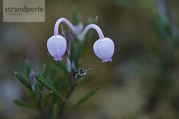 Rosmarinheide (Andromeda polifolia)  Kvaloya  Norwegen  Europa