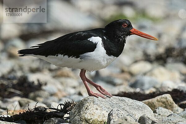 Austernfischer (Haematopus ostralegus)  Kvaloya  Norwegen  Europa