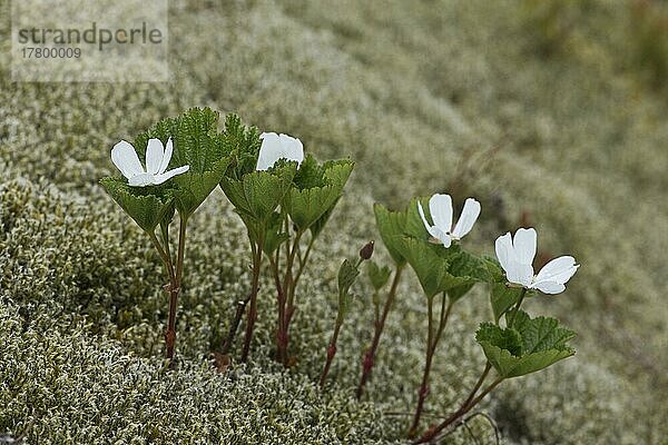 Moltebeere (Rubus chamaemorus)  Lofoten  Norwegen  Europa