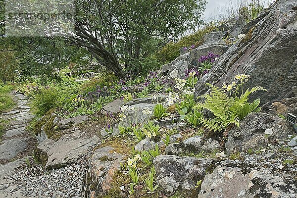 Arktisch-alpiner Botanischer Garten Tromso  Norwegen  Primelblüte (Primula)  Europa