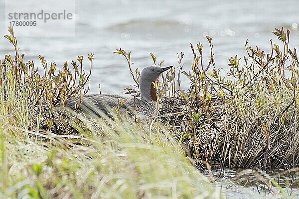 Sterntaucher (Gavia stellata)  Tromso  Norwegen  Europa