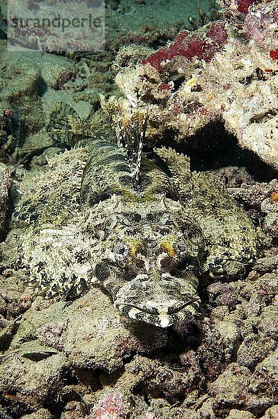 Teppich-Krokodilfisch (Papilloculiceps longiceps) liegt getarnt auf Meeresboden  Pazifik  Yap  Karolineninseln  Mikronesien  Ozeanien
