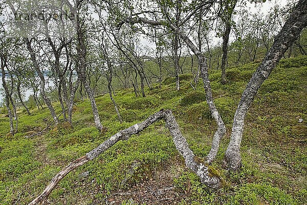 Birkenwald (Betula pendula)  Lofoten  Norwegen  Europa