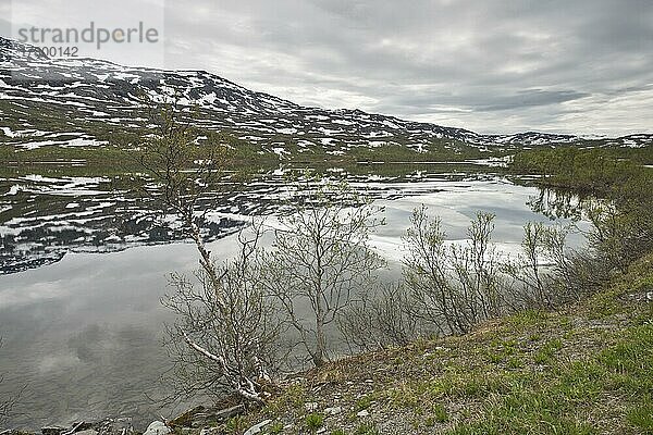 Fjordlandschaft  Gratangen  Norwegen  Europa