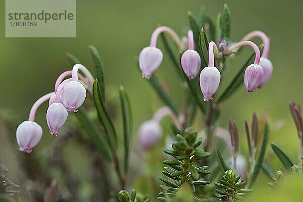 Rosmarinheide (Andromeda polifolia)  Lofoten  Norwegen  Europa