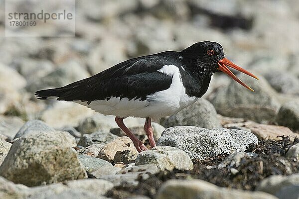 Austernfischer (Haematopus ostralegus)  Kvaloya  Norwegen  Europa