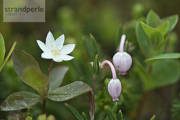 Rosmarinheide (Andromeda polifolia) und Europäischer Siebenstern (Trientalis europaea)  Kvaloya  Norwegen  Europa