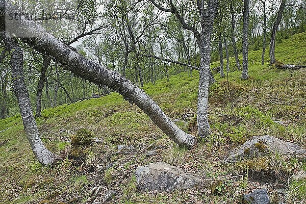Birkenwald (Betula pendula)  Lofoten  Norwegen  Europa