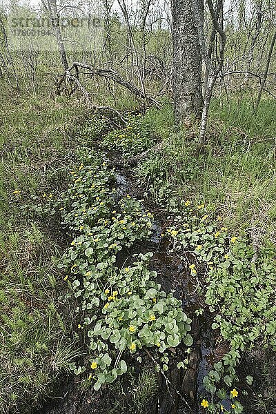 Sumpfdotterblumen (Caltha palustris) im Birkenwald (Betula pendula)  Tromso  Norwegen  Europa