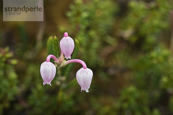 Rosmarinheide (Andromeda polifolia)  Kvaloya  Norwegen  Europa