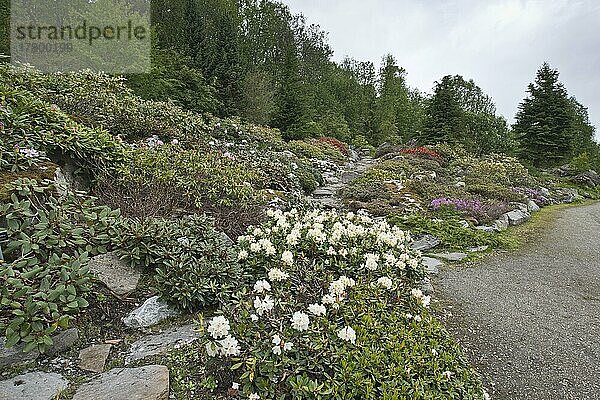 Arktisch-alpiner Botanischer Garten Tromso  Norwegen  Rhododendronpflanzung (Rhododendron)  Europa
