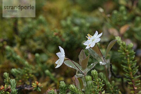 Europäischer Siebenstern (Trientalis europaea)  Kvaloya  Norwegen  Europa