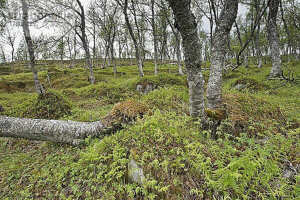 Birkenwald (Betula pendula)  Lofoten  Norwegen  Europa