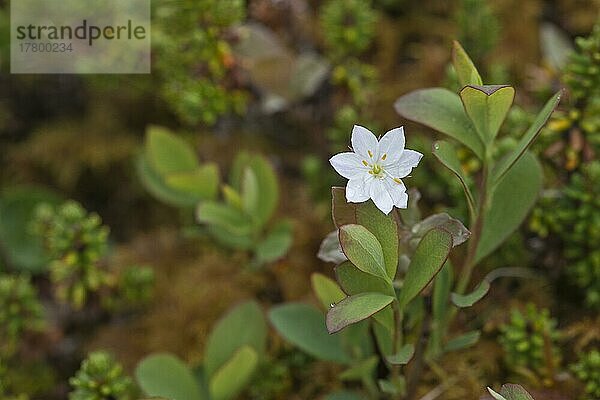 Europäischer Siebenstern (Trientalis europaea)  Kvaloya  Norwegen  Europa