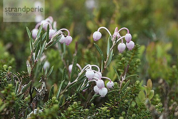 Rosmarinheide (Andromeda polifolia)  Kvaloya  Norwegen  Europa