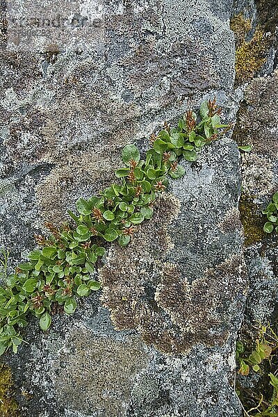 Netzweide (Salix reticulata) in flechtenbesetztem Fels  Kvaloya  Norwegen  Europa